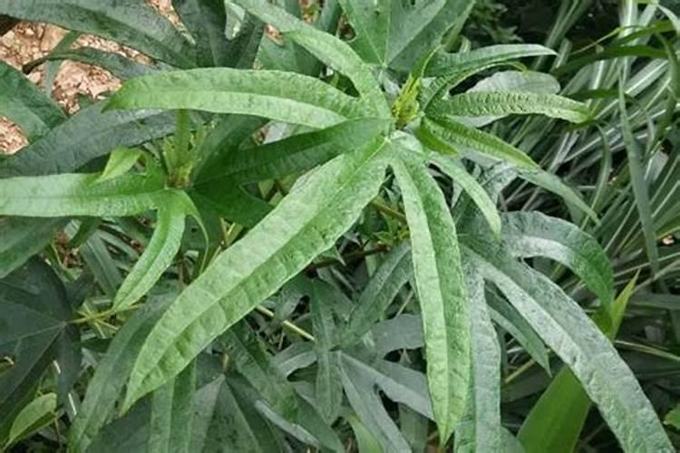 阿道姆八夫力高钾水溶肥和苏古米高钾水溶肥哪个好？