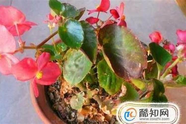 ...是什么原因导致畸形果？(用的蘸花药)怎么预防或者减少畸形果？百度...