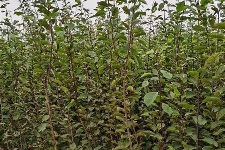 叶霸大量元素水溶肥料功效