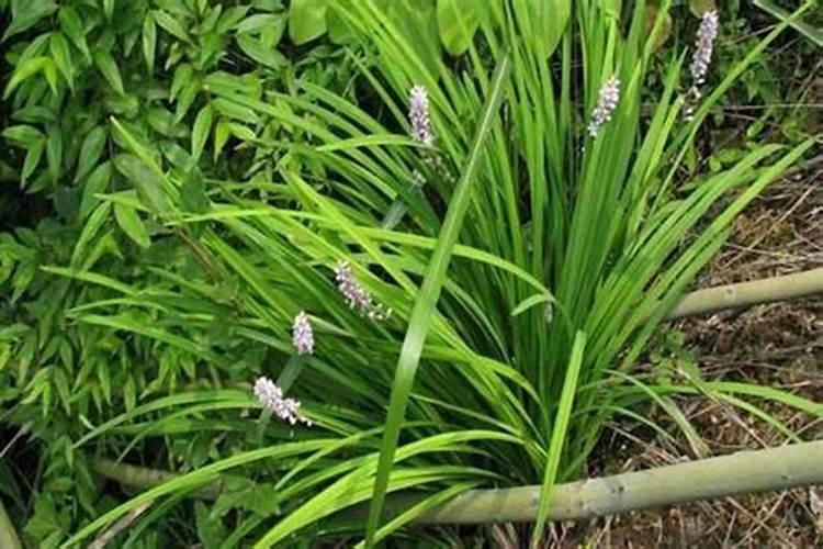 麦冬草喜阴吗？