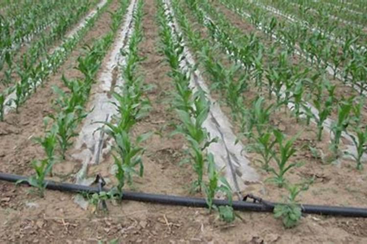 玉米追肥,用什么肥最实惠？