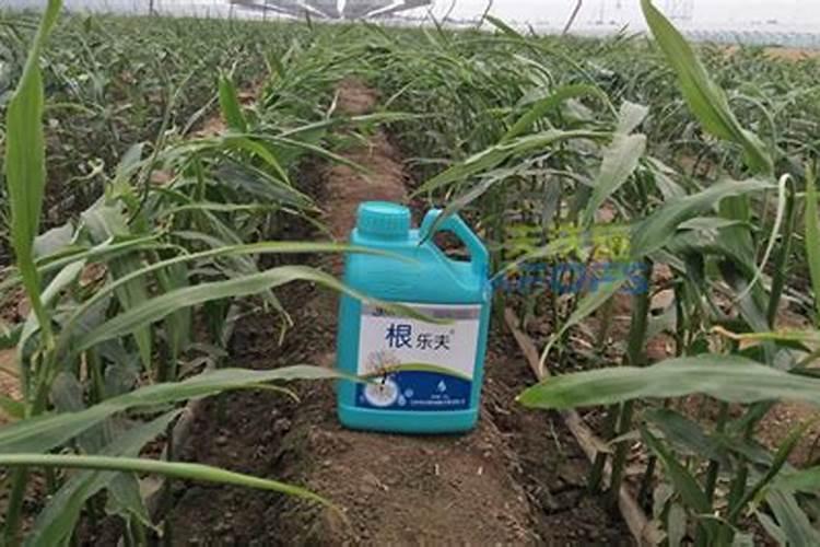 ...可以用吲丁.奈乙酸加芸苔素加水溶肥一起喷施吗？