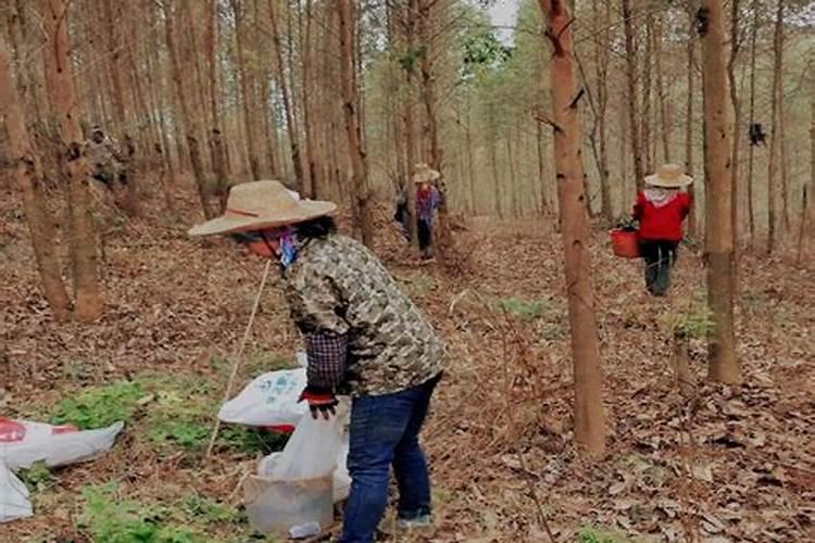 桉树第一年施肥方法 桉树第一年怎么施肥