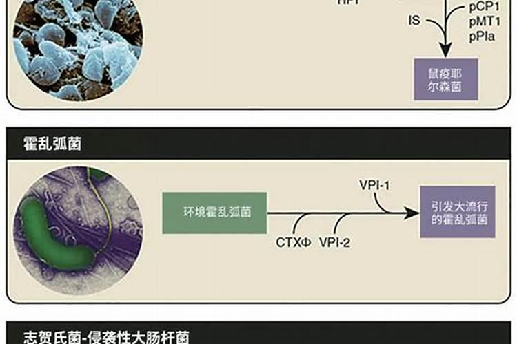 番茄在整个生长期需要施肥几次？分别在什么时期进行？