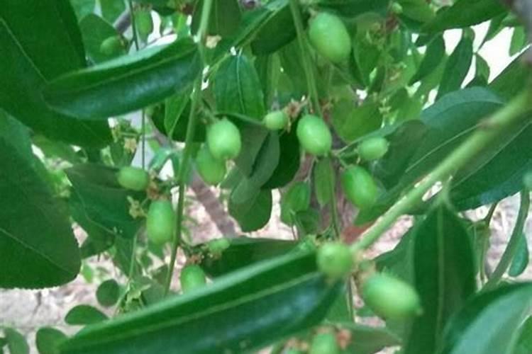 饼肥水可以浇茶花吗 伏天可以用饼肥水浇花吗