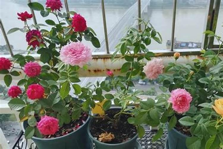 棉花施肥,纯氮100公斤是多少尿素