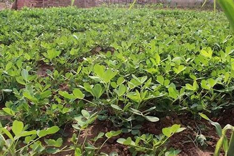 节瓜丝核菌果腐病防治方法