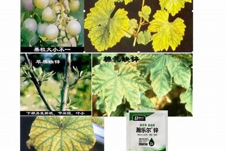 室内养的花叶子上每天撒水好吗？