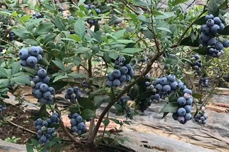 蝴蝶兰有花剑多久开花