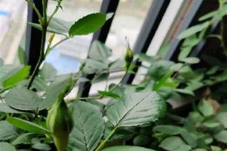 月季花施什么肥好月季花施什么肥