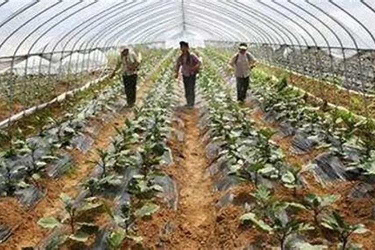 马铃薯种植到底用哪种钾肥好？该如何施好钾肥？