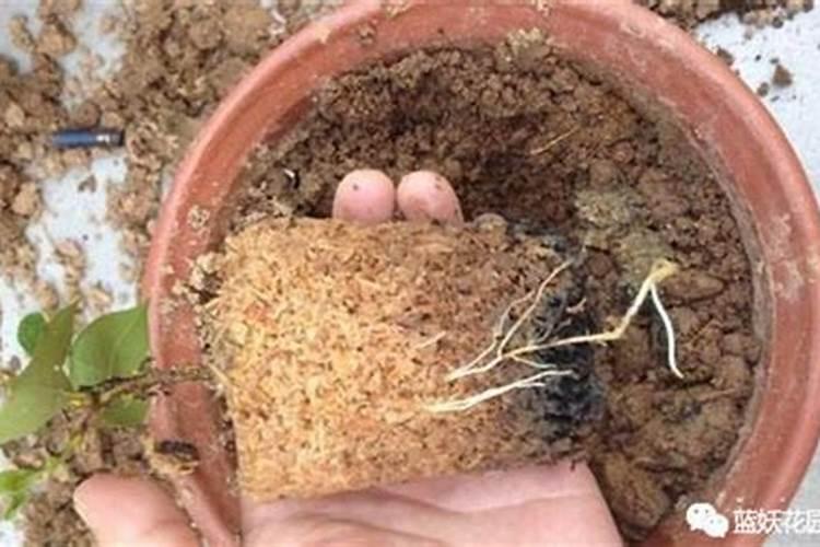 202020水溶肥灌根甘蔗用量是多少