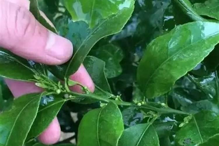 芸苔素内酯作用与功效和使用方法,多少钱一袋