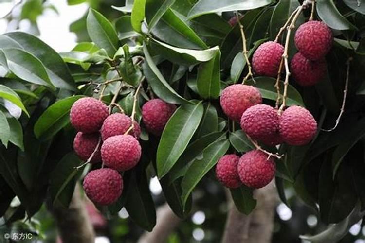 荔枝树每年施肥时间