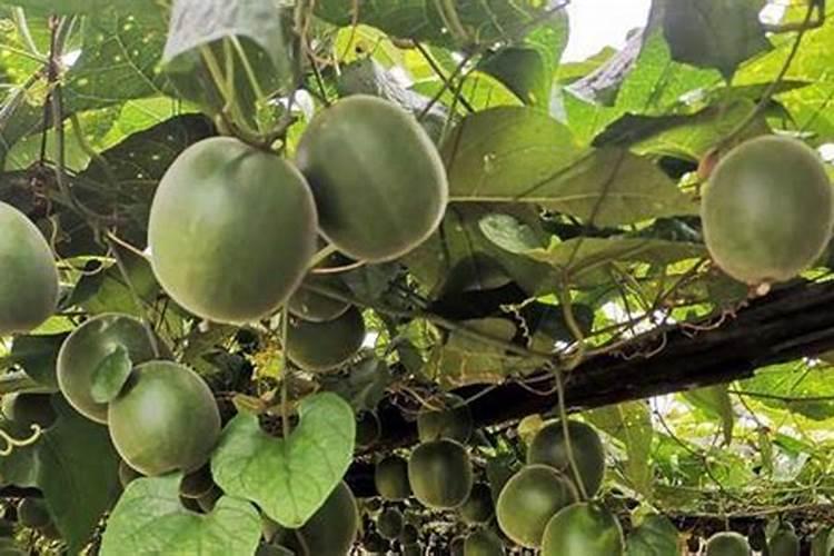 柿子树怎么施肥