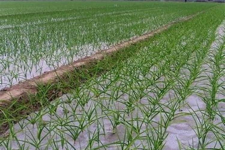 盆栽观叶植物怎样施叶面肥？