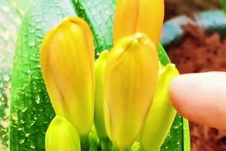 我的兰花已经有花苞了,还要施什么肥吗？