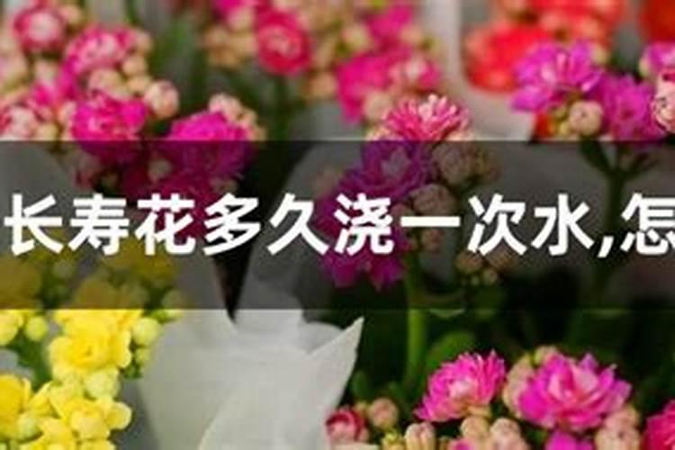 长寿花的养殖方法和注意事项,这样养,长的壮开花多