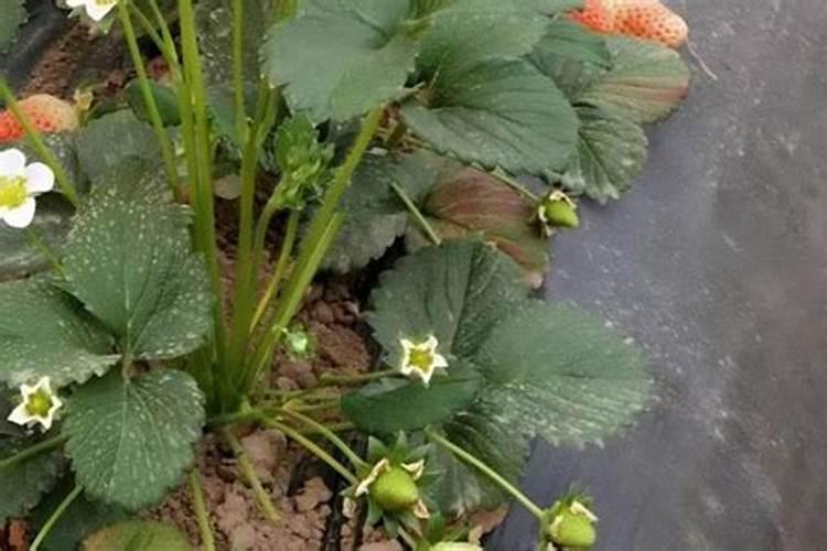 草莓开花结果期施什么肥