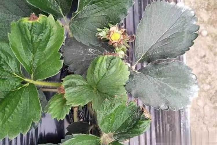 草莓冲施肥什么时候用好