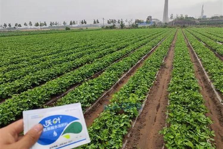 花生喷施硼肥的最佳时间,下针期要施什么肥