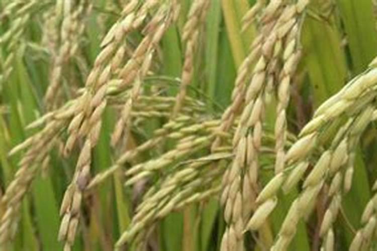 花菜该如何施肥才能高产？