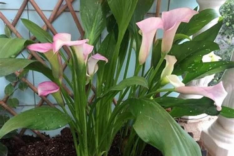 马蹄用什么肥料最大个