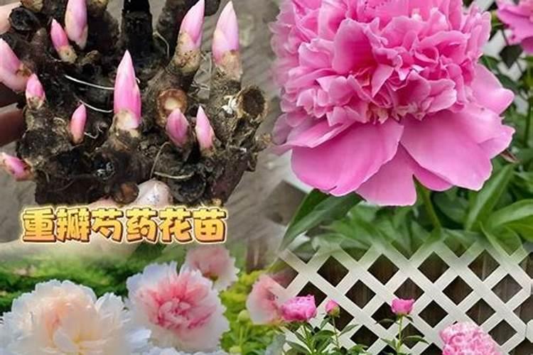 草木灰泡水浇花好不好 草木灰对花草有什么作用