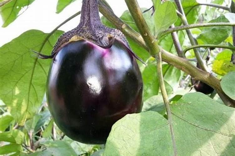 阳台种韭菜冬天也休眠吗