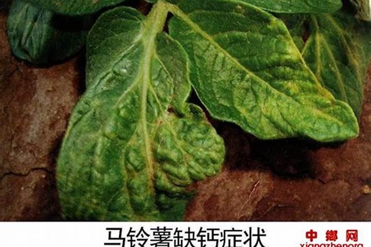 番茄什么时候冲钙肥好 注意事项有哪些