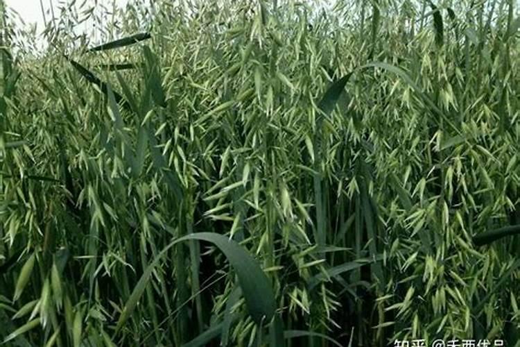 燕麦草多长,饲喂最好呢？