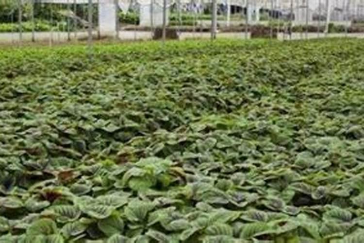 种植大棚西瓜,应该如何进行施肥管理呢？