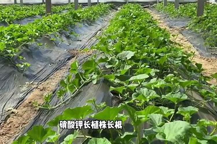 水溶肥能代替复合肥吗
