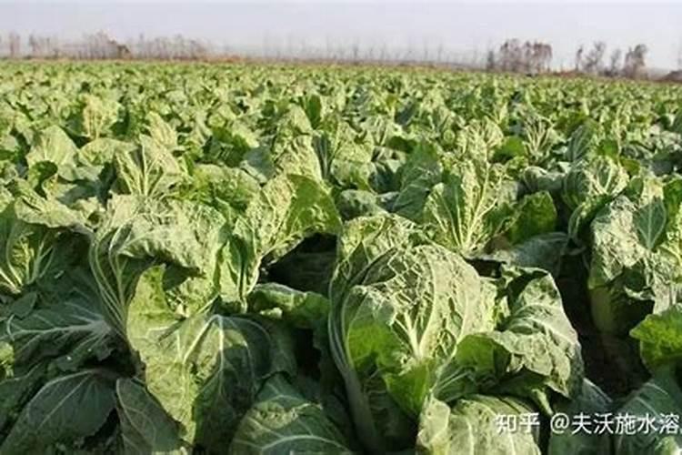 一个盆内的绿萝为何有的叶子特别绿