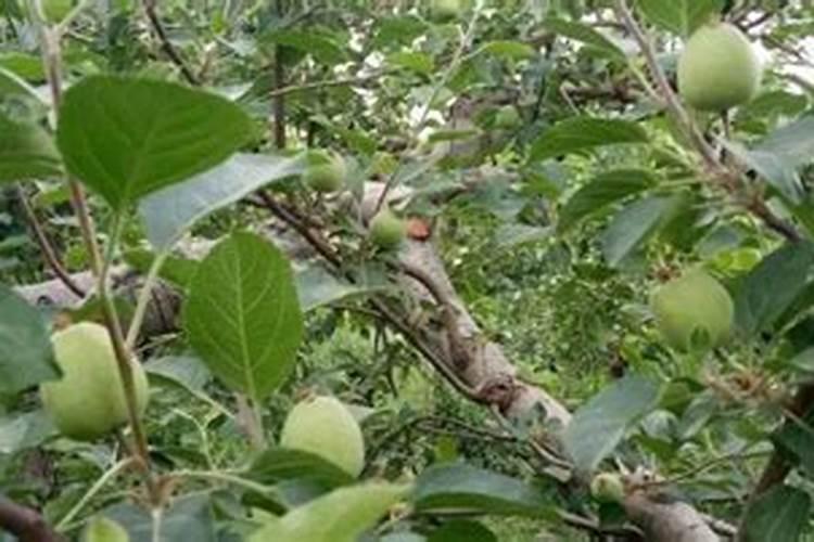 硼肥什么时候施肥最好