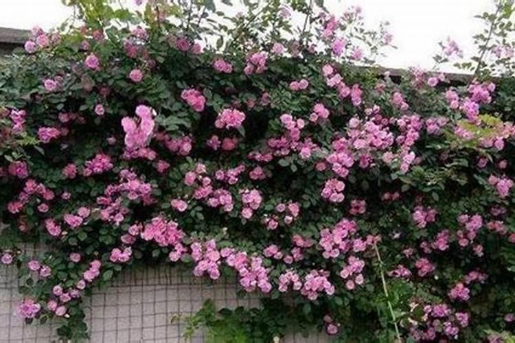 蔷薇花施肥施什么肥料