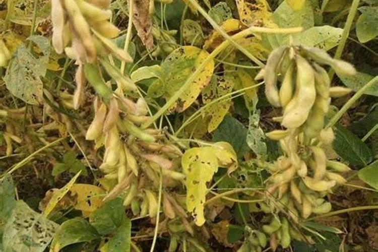 用什么农药拌豆种,可以防治大豆地下害虫