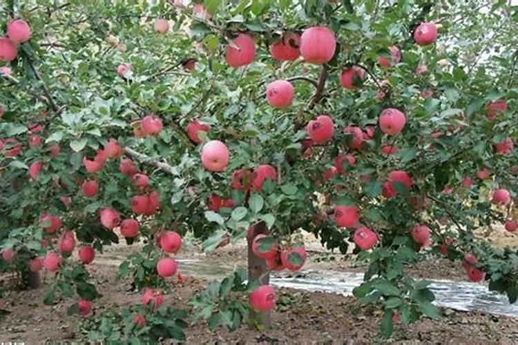 现在青菜用什么药治虫好