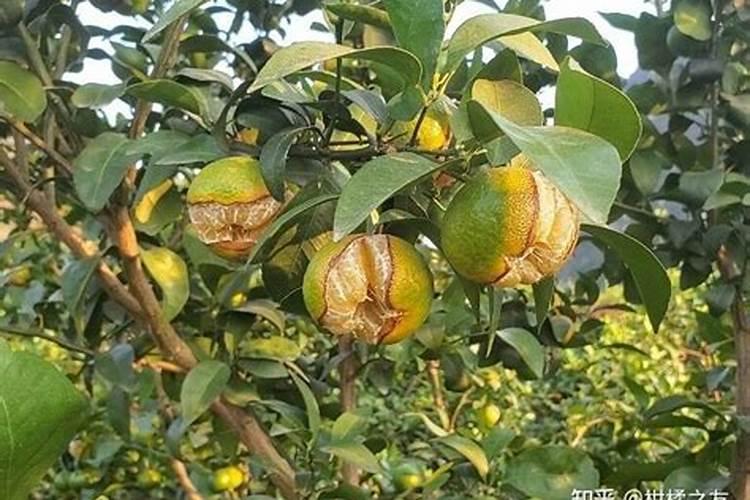 家里盆栽红叶子的植物都有哪些