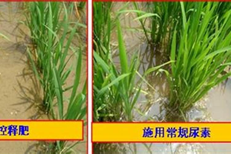 控释肥在直播田的使用方法
