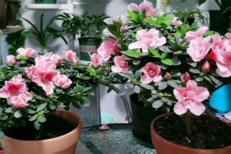 杜鹃花花期能施肥吗,杜鹃花什么时候施肥