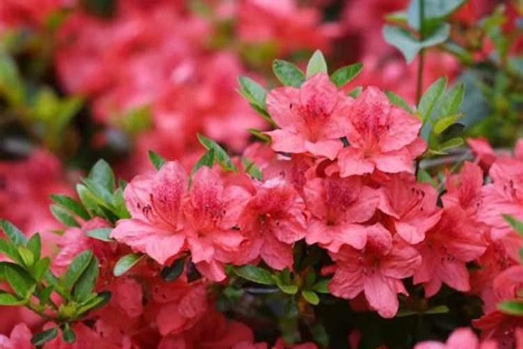 杜鹃花开花期要施肥吗？