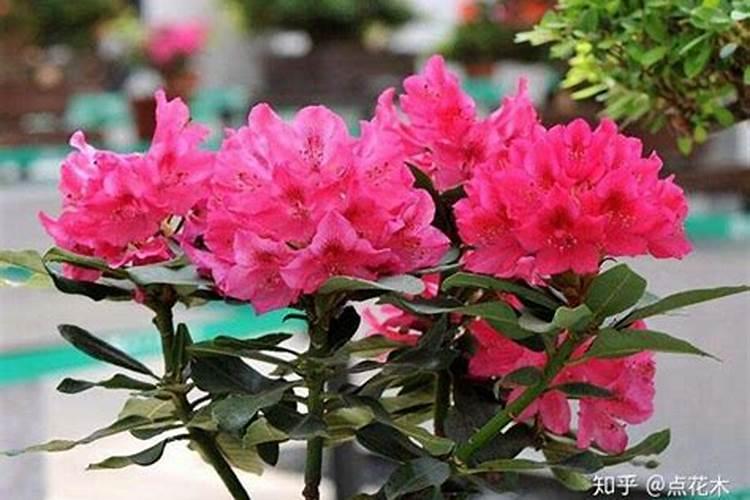 杜鹃开花期间施什么肥