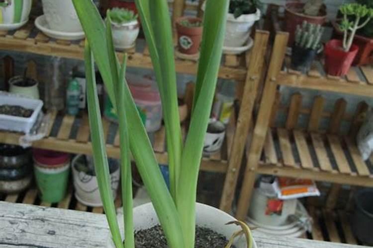 用什么肥好 风信子施肥方法