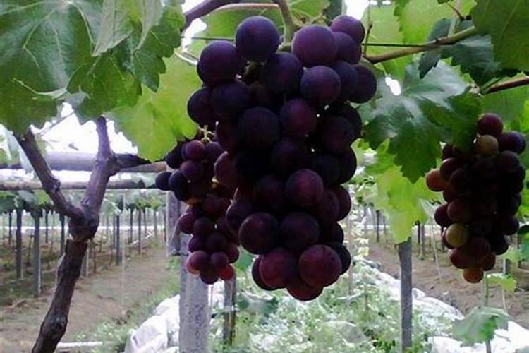 橘子树应该多久施肥一次应该施什么肥？