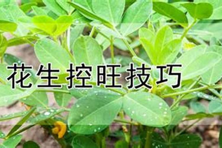 花生控旺用什么肥料最好？花生肥料怎么用果实饱满、颗粒大？