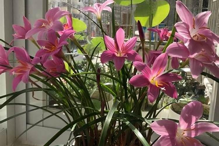 我的肥料量够了,但是在花期还想施点钙肥。会不会影响树势