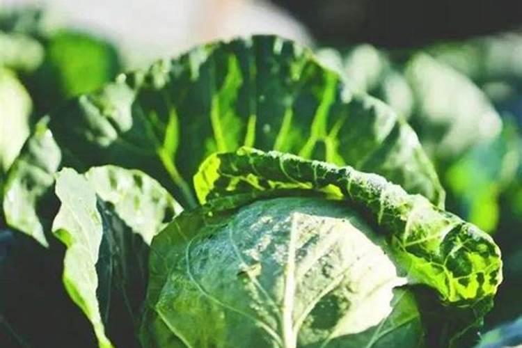 土豆膨果期用什么复合肥好？土豆膨大期是什么时候？