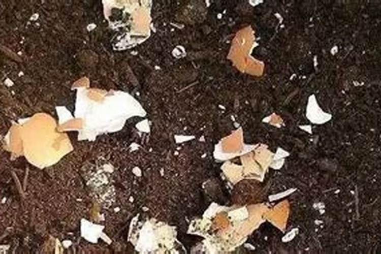 打籽西葫芦怎么种才结的多 打籽西葫芦如何种才结的多
