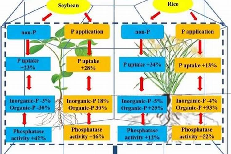 磷肥是重要肥料之一,用什么方式施用磷肥才能提高养分利用率？